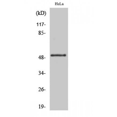 GSK3A / GSK3 Alpha Antibody (10-90 aa)