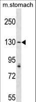 Polyclonal Rabbit anti-Human NNA1 / AGTPBP1 Antibody (aa363-392, WB)