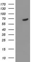 TDP1 Antibody (clone OTI4H1, Carrier-free)