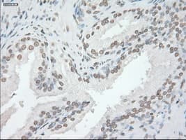 GFAP Antibody (clone OTI4D11)