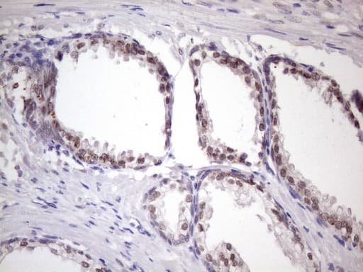 Monoclonal Mouse anti-Human SRSF9 / SFRS9 Antibody (clone OTI7F2, IHC, WB)