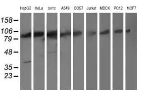 PSMD2 Antibody (clone OTI1G8)