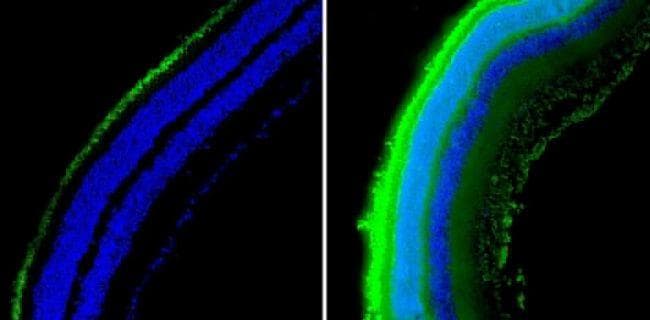 Goat Anti-Mouse IgG Secondary Antibody (DY488)
