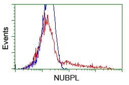 NUBPL Antibody (aa1-250, clone OTI5C12, Carrier-free)