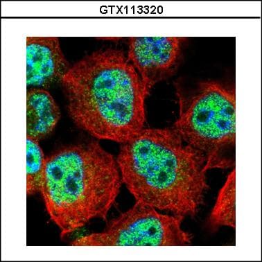RACGAP1 / MGCRACGAP Antibody (aa1-202)