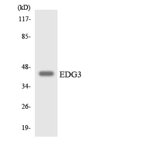 SIPR3 / EDG3 / S1P3 Antibody (aa106-155)