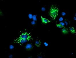 UQCRC1 Antibody (clone OTI1G2)