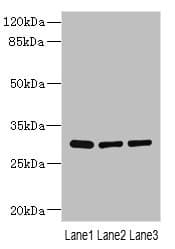 BPGM Antibody