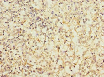CD1C Antibody