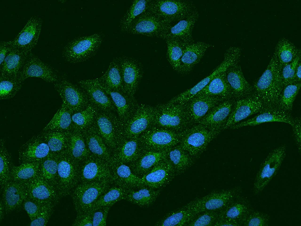 Polyclonal Rabbit anti-Human PEX19 Antibody (IHC, IF)