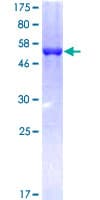 Human BPIFA2 / SPLUNC2 Protein (Recombinant GST)