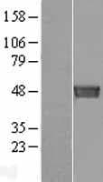 SEPT6 / Septin 6 Protein (Over-Expression Lysate Myc-DDK (Flag))