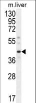 DNAJC11 Antibody (aa27-56)