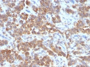 TNFSF15 / TL1A / VEGI Antibody (clone VEGI/1283, Azide-free, BSA-free)