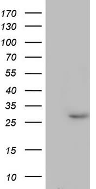 Monoclonal Mouse anti-Human PAFAH1B3 Antibody (clone OTI2D3, Carrier-free, WB)