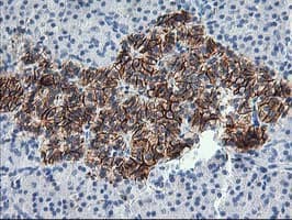 SNAP25 Antibody (clone OTI4B2)