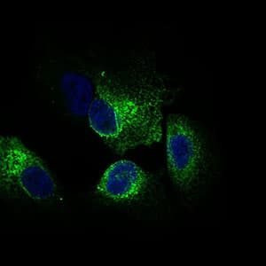 NCLN Antibody (aa249-405, clone 1C8B6)