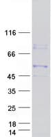 Human KCMF1 Protein (Recombinant Myc-DDK (Flag))