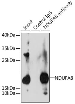 Polyclonal Rabbit anti-Human NDUFA8 Antibody (WB)