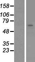 N4BP2L2 Protein (Over-Expression Lysate Myc-DDK (Flag))