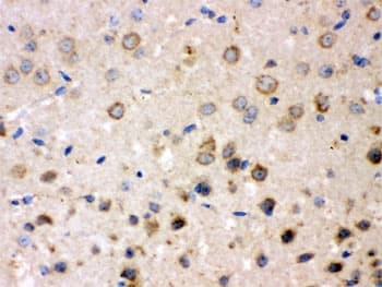 APBB1 / FE65 Antibody