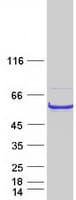 Human BAP / SIL1 Protein (Recombinant Myc-DDK (Flag))