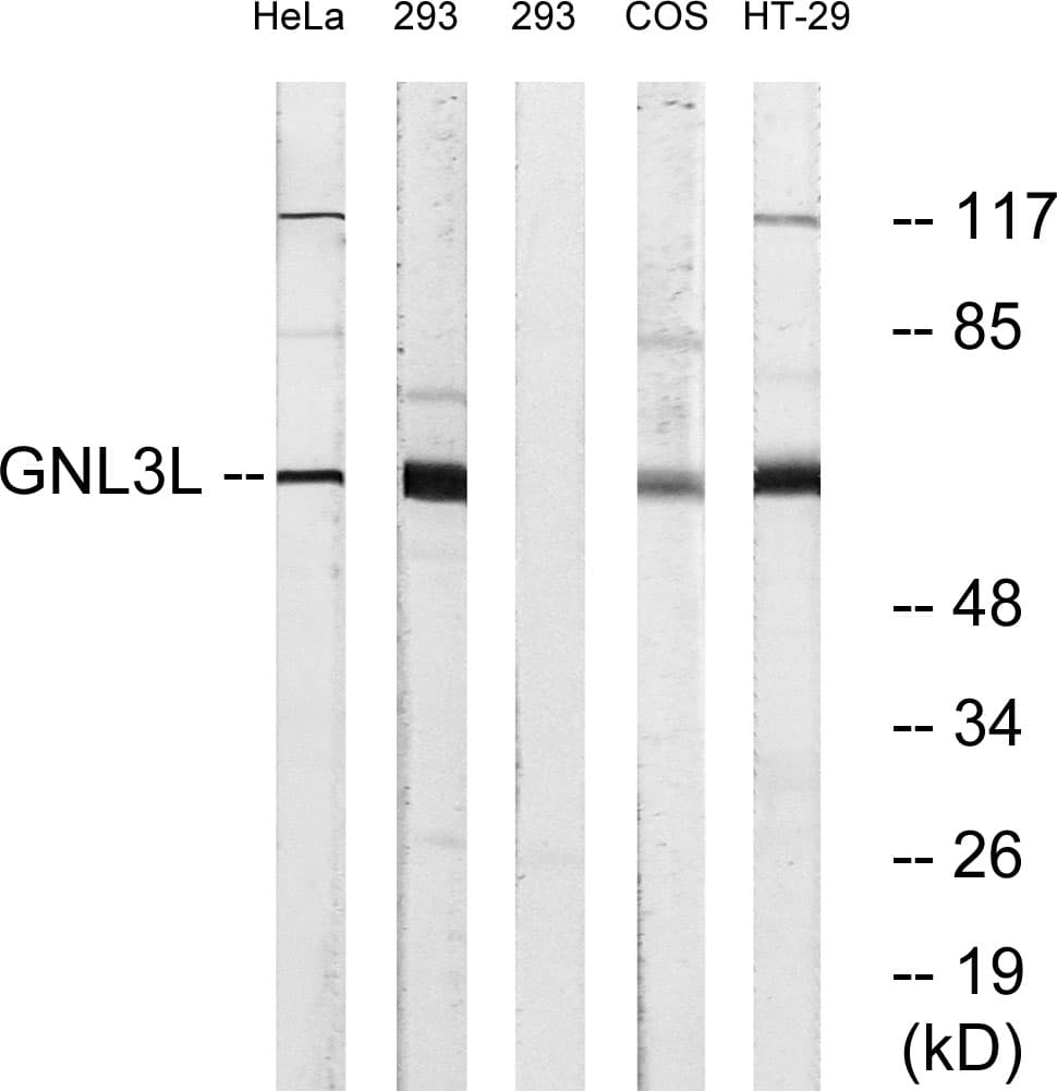 GNL3L Antibody (aa71-120)