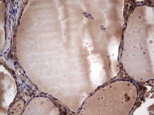 RSPO3 Antibody (aa22-272, clone 3D5, Carrier-free)