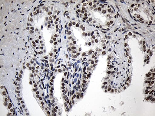 Monoclonal Mouse anti-Human ZNF670 Antibody (clone OTI6E10, IHC, WB)