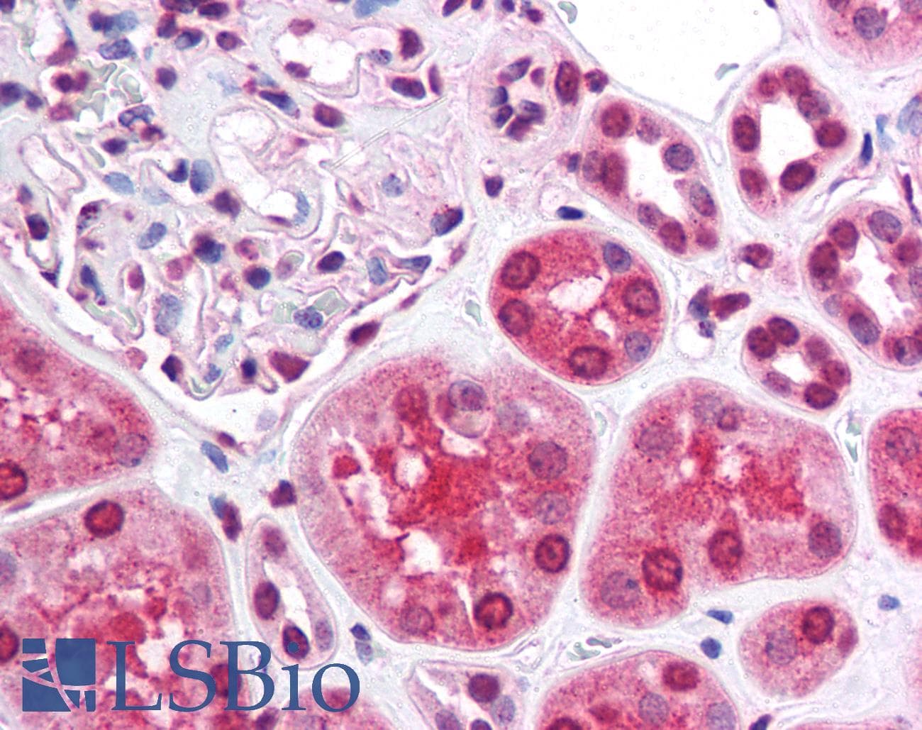 IHC-plus™ CLDN7 / Claudin 7 Antibody (aa107-120)