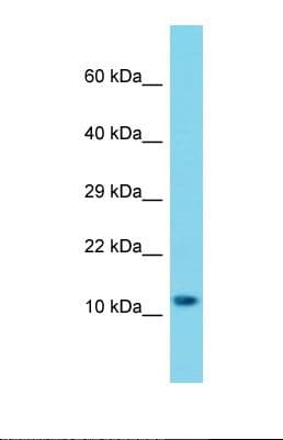 MRPS25 Antibody (C-Terminus)