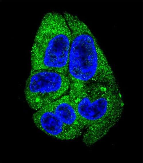 DARS Antibody (aa154-183)