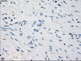 PPP5C Antibody (clone OTI5G5)
