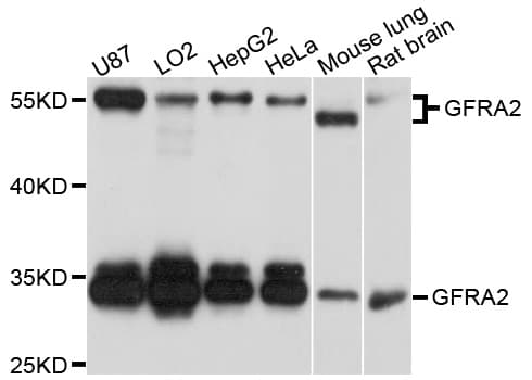 GFRA2 Antibody