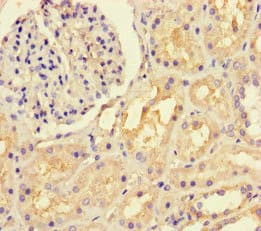 Polyclonal Rabbit anti-Human LTBP4 Antibody (IHC, IF)