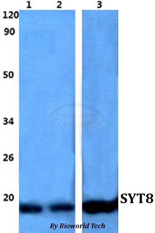 SYT8 Antibody