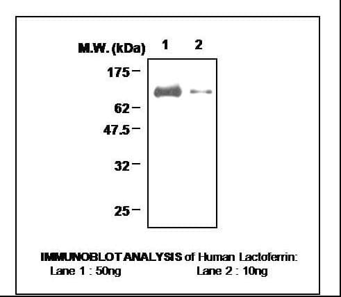 IHC-plus™ Polyclonal Rabbit anti-Human LF / LTF / Lactoferrin Antibody (IHC, WB)