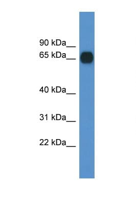 CPNE6 / N-COPINE Antibody (aa337-386)
