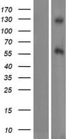 Human DAGLB Protein (Over-Expression Lysate Myc-DDK (Flag))