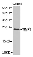 TIMP2 Antibody