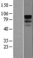 Human CD19 Protein (Over-Expression Lysate Myc-DDK (Flag))