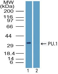 SPI1 / PU.1 Antibody (aa20-70)