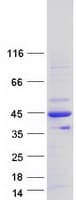 Human LDB3 / ZASP Protein (Recombinant Myc-DDK (Flag))