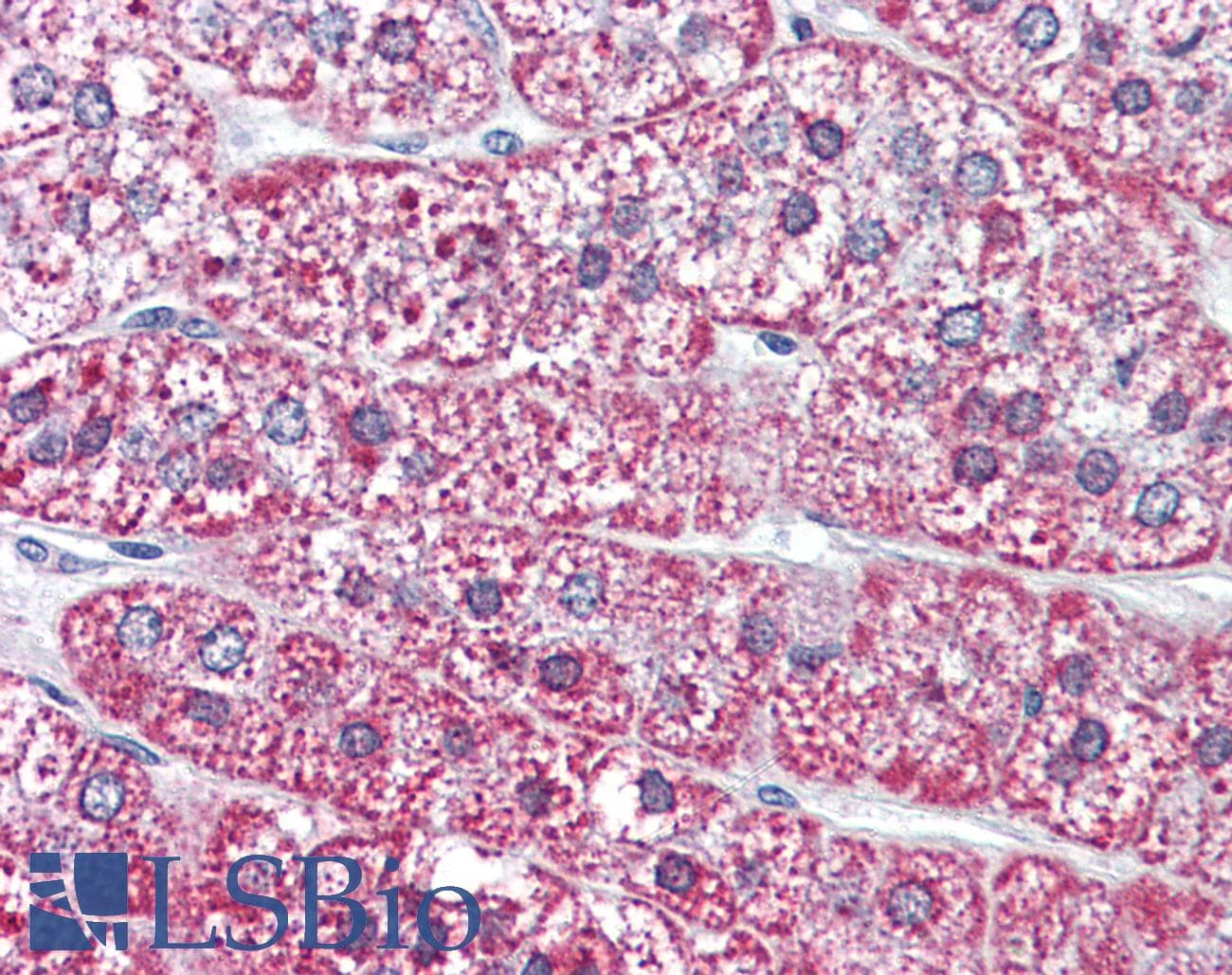 IHC-plus™ Polyclonal Rabbit anti-Human MRGPRF Antibody (N-Terminus, IHC)