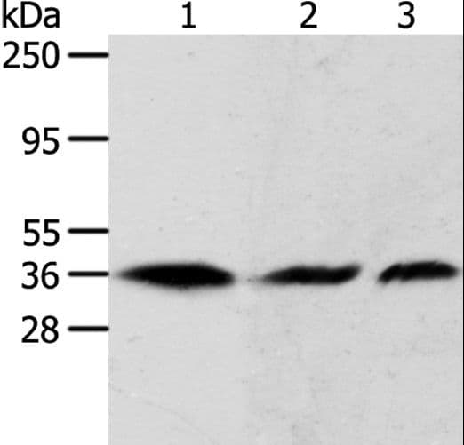 APEX1 / APE1 Antibody