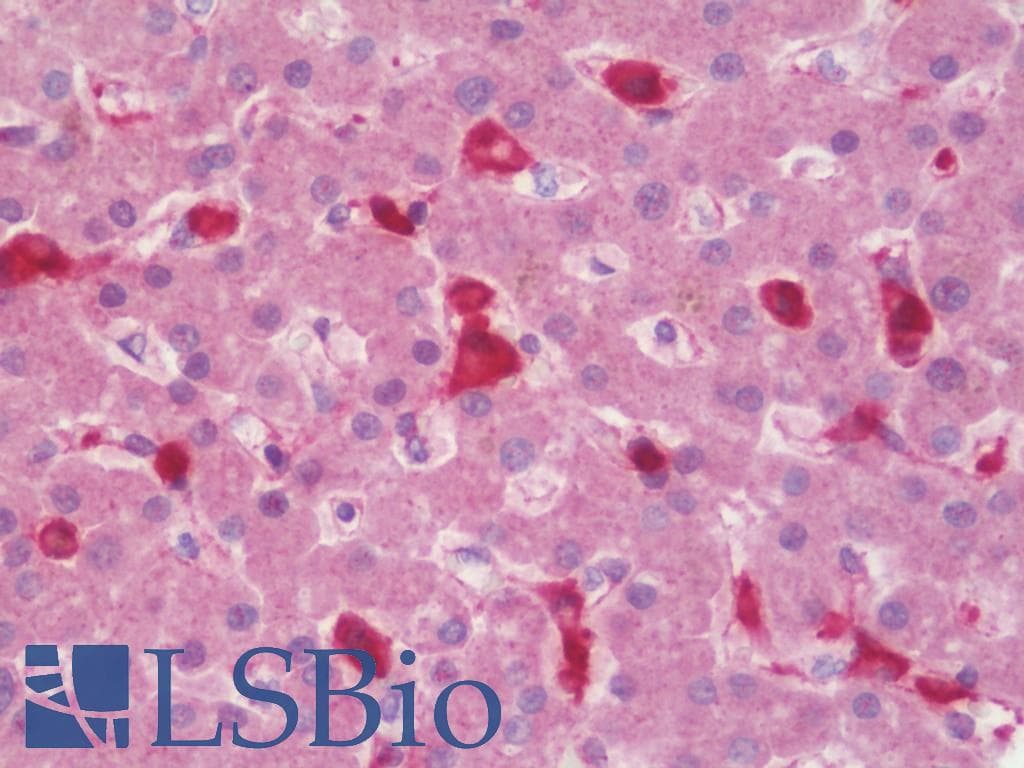 IHC-plus™ ANKS1B Antibody (aa570-599)