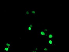 IHC-plus™ NONO / P54NRB Antibody (clone 4D9)