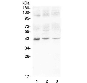 MAdCAM-1 Antibody