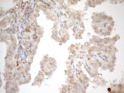 ZNF69 Antibody (clone OTI3C3)