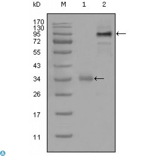 ER81 / ETV1 Antibody